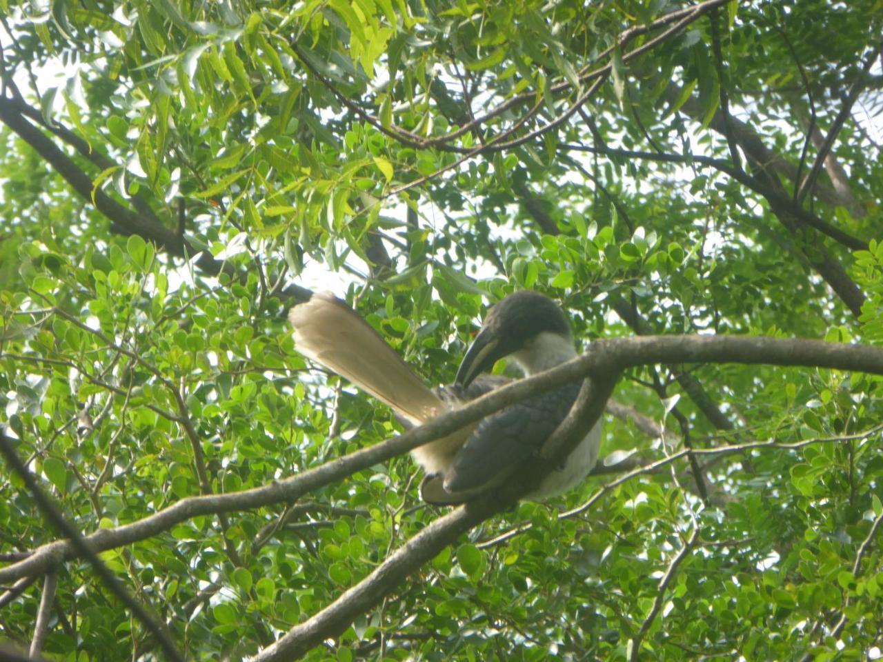 Angry Birds Homestay Habarana Luaran gambar